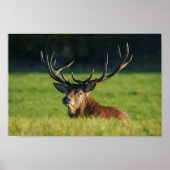 Stag-Ruhen im Grünen Poster (Vorne)