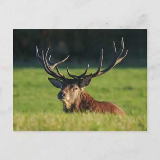 Stag-Ruhen im Grünen Postkarte (Vorderseite)