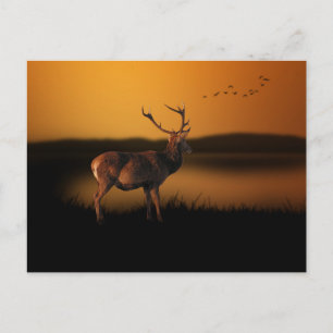 Stag Sunrise Misty Morning Deer Postkarte
