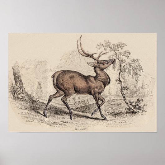 STAG (WAPITI) DRUCKEN POSTER (Vorne)