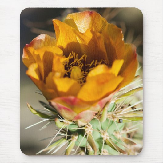 Staghorn Cholla Blüte Mousepad (Vorne)
