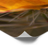 Staghorn Cholla Cactus Blossoms Poster (Ecke)