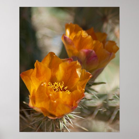 Staghorn Cholla Cactus Blossoms Poster (Vorne)