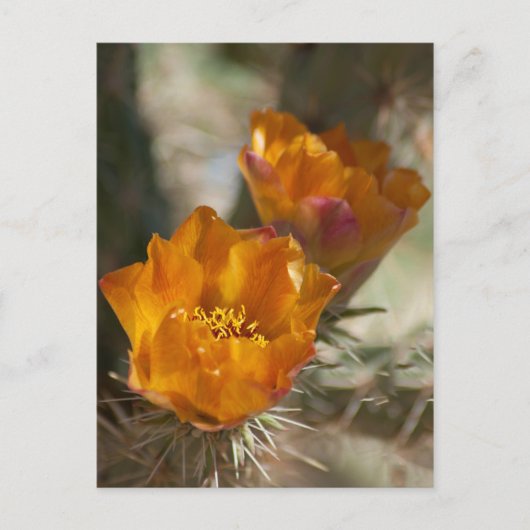 Staghorn Cholla Kaktus Blüten Postkarte (Vorderseite)