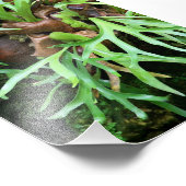 Staghorn Fern Foto Print (Ecke)