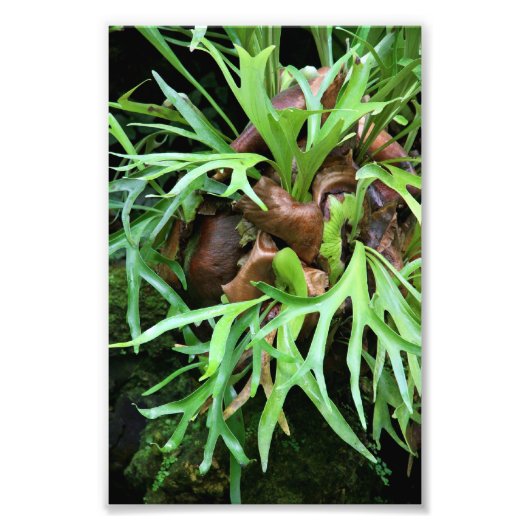 Staghorn Fern Foto Print (Vorne)