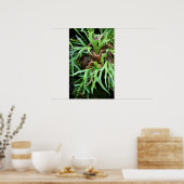 Staghorn Fern Poster (Küche)