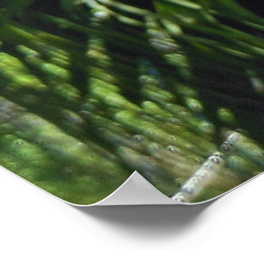 Staghorn Fern Poster (Ecke)