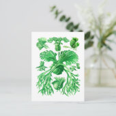 Staghorn Fern Postkarte (Stehend Vorderseite)