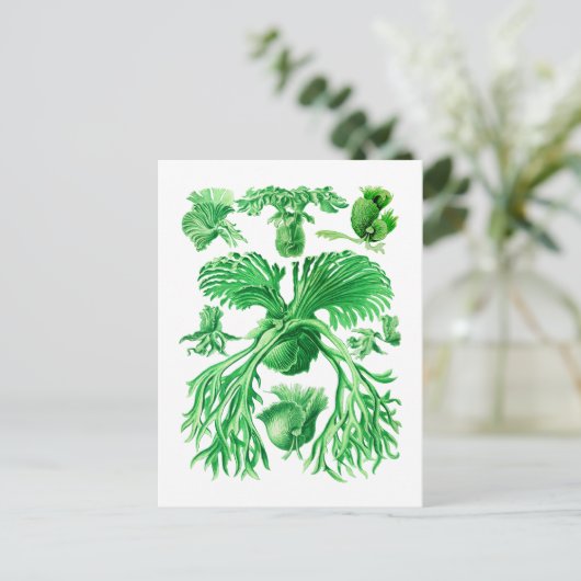 Staghorn Fern Postkarte (Stehend Vorderseite)