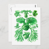 Staghorn Fern Postkarte (Vorne/Hinten)