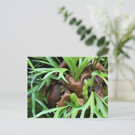 Staghorn Fern Postkarte (Stehend Vorderseite)