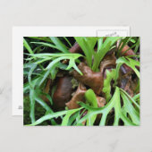Staghorn Fern Postkarte (Vorne/Hinten)
