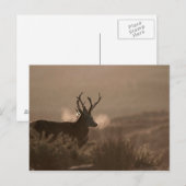 Stags Post Card Postkarte (Vorne/Hinten)