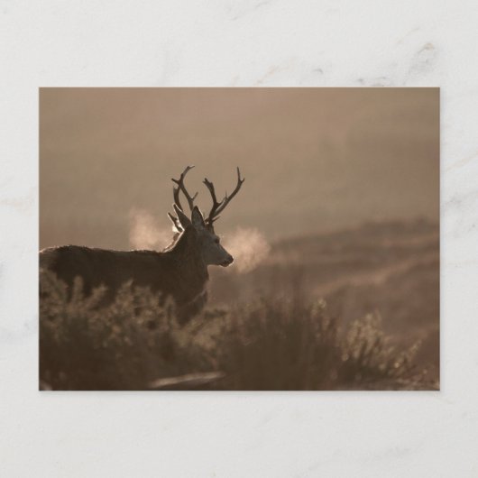 Stags Post Card Postkarte (Vorderseite)