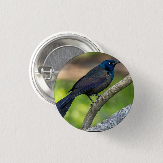 Stahlfedern. Grackel Button (Vorne & Hinten)