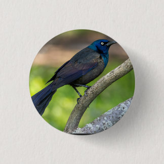 Stahlfedern. Grackel Button