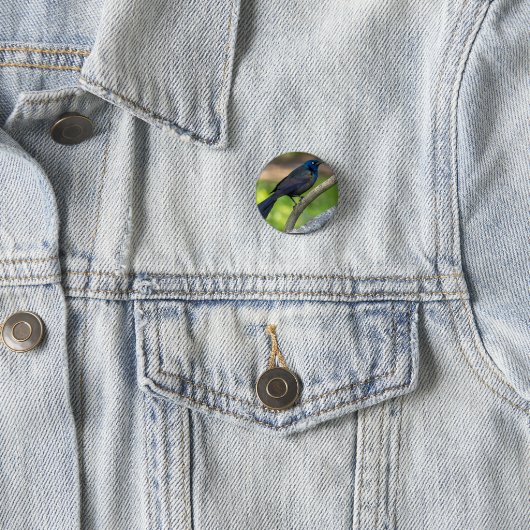 Stahlfedern. Grackel Button (Beispiel)