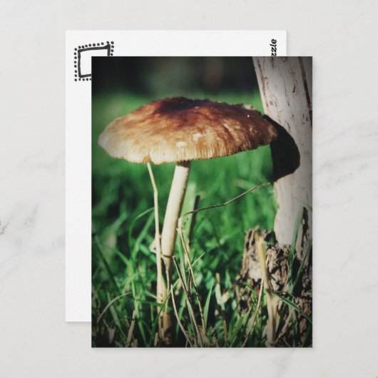 Stalk Postkarte (Vorne/Hinten)