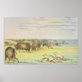 Stalking-Büffel Poster (Vorne)