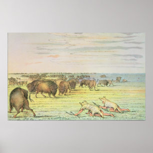 Stalking-Büffel Poster