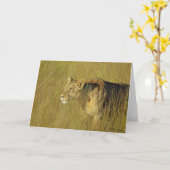 STALKING LIONESS Grußkarte Karte (Gelbe Blume)
