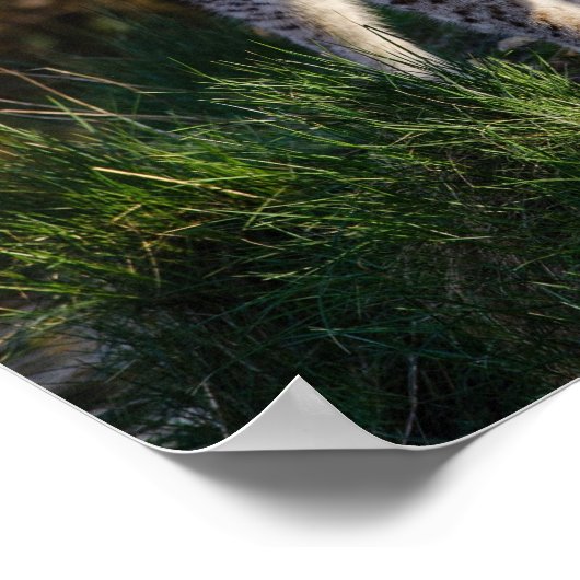 Stalking Lynx Poster (Ecke)