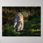 Stalking Lynx Poster (Vorne)