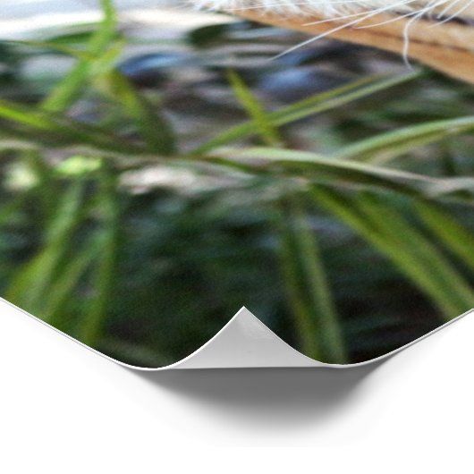 Stalking Tiger Poster (Ecke)