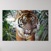 Stalking Tiger Poster (Vorne)