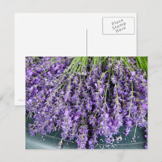 Stalks der Lavendel Postkarte (Vorne/Hinten)