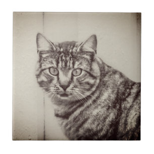 Stall Cat Sepia Brown Animals Keramik Tile Fliese