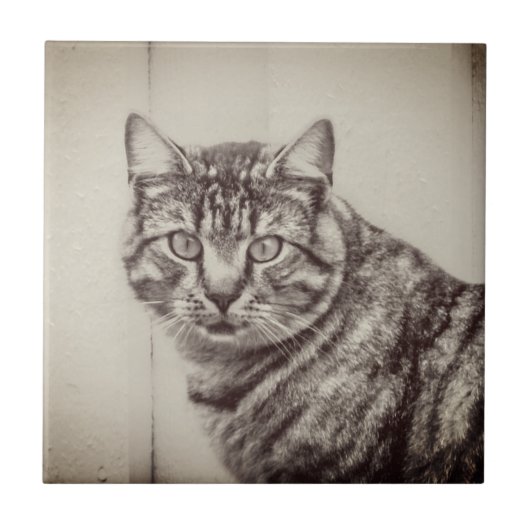 Stall Cat Sepia Brown Animals Keramik Tile Fliese (Vorderseite)