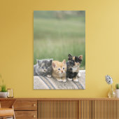 Stall Kätzchen auf einem Pferd Blanket Leinwanddruck (Insitu (Wohnzimmer))