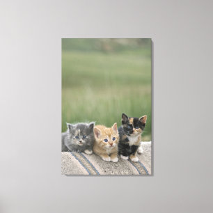 Stall Kätzchen auf einem Pferd Blanket Leinwanddruck