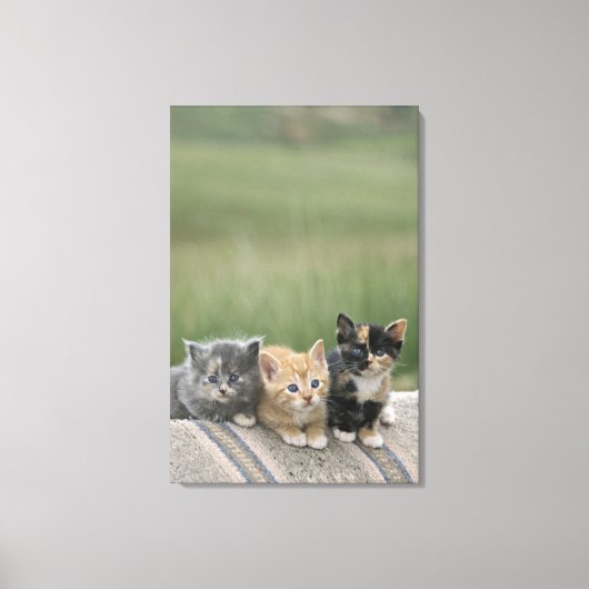 Stall Kätzchen auf einem Pferd Blanket Leinwanddruck (Vorderseite)