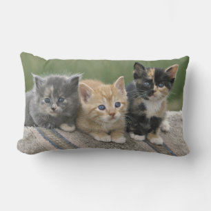 Stall Kätzchen auf einem Pferd Blanket Lendenkissen