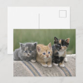 Stall Kätzchen auf einem Pferd Blanket Postkarte (Vorne/Hinten)