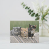 Stall Kätzchen auf einem Pferd Blanket Postkarte (Stehend Vorderseite)