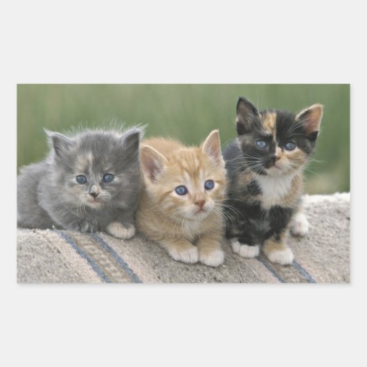 Stall Kätzchen auf einem Pferd Blanket Rechteckiger Aufkleber (Vorderseite)