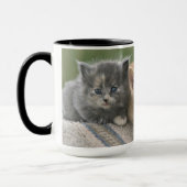 Stall Kätzchen auf einem Pferd Blanket Tasse (Links)