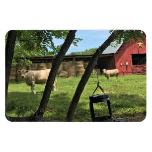 Stall & Kühe, ländliches North Carolina Canvas Pri Magnet