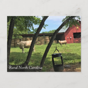 Stall & Kühe, ländliches North Carolina Canvas Pri Postkarte