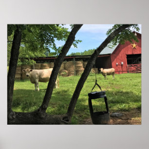 Stall & Kühe, ländliches North Carolina Poster
