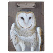 Stall Owl Raptor Foto Klemmbrett (Vorderseite)