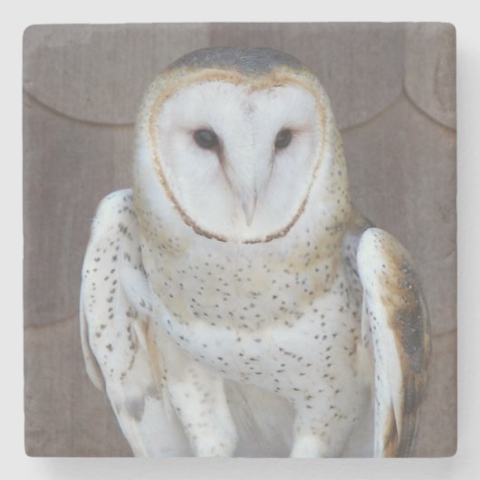 Stall Owl Raptor Foto Steinuntersetzer (Vorderseite)