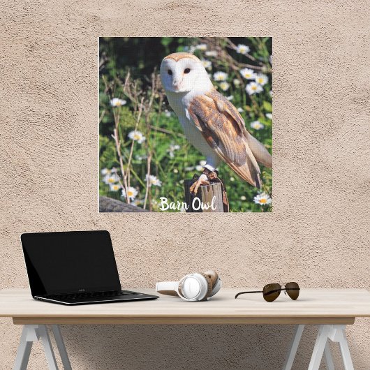 Stall Owl White Face Stretched Canvas Print Leinwanddruck