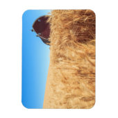 Stall, Sommer Weizenfelder in der Nähe von Sprague Magnet (Vertikal)