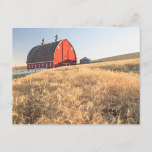 Stall, Sommer Weizenfelder in der Nähe von Sprague Postkarte