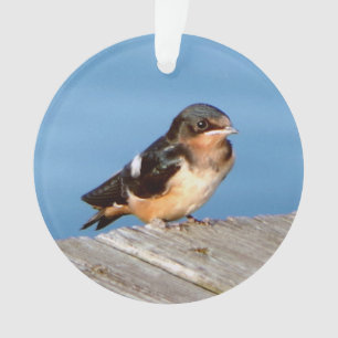 Stall Swallow Acrylschmuck Ornament